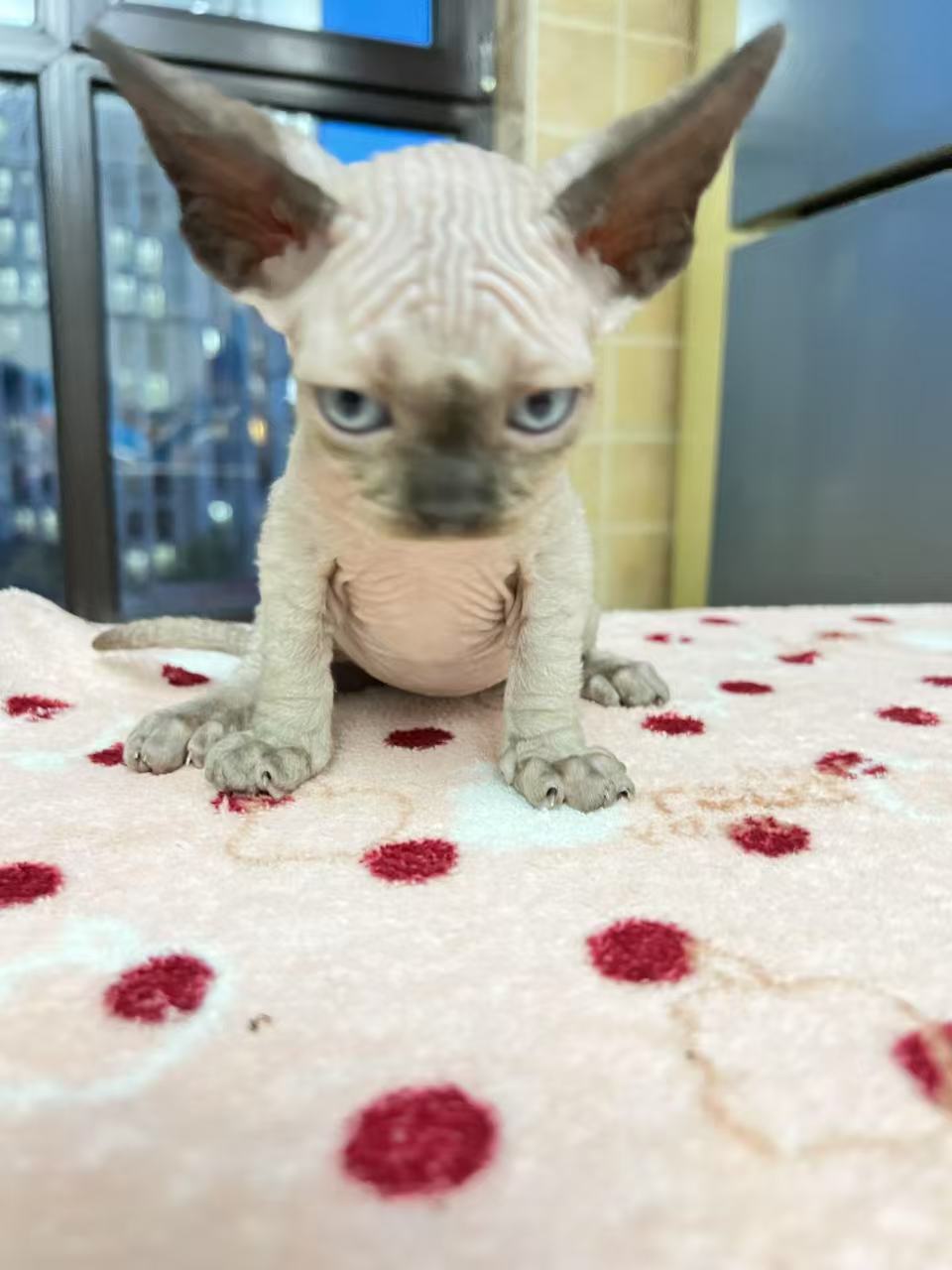 自家繁殖精品德文卷毛猫宝宝，品相极好，价格不高